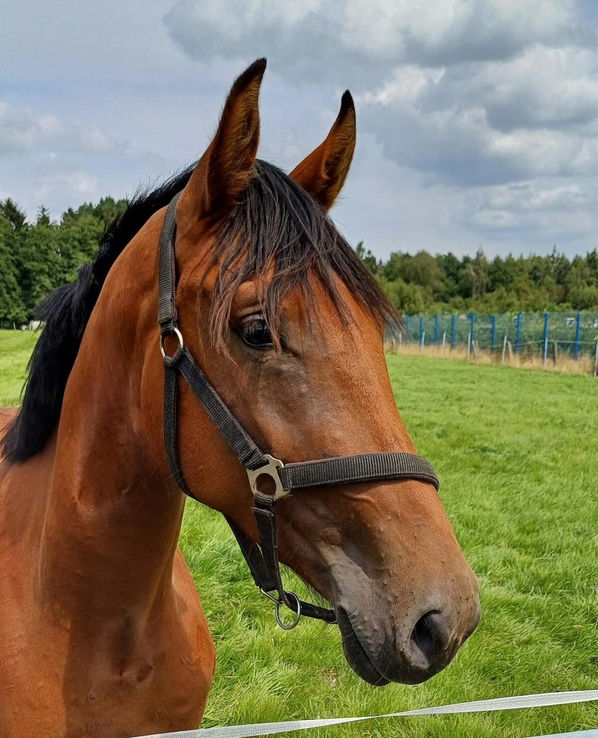 Large Animal Services Image